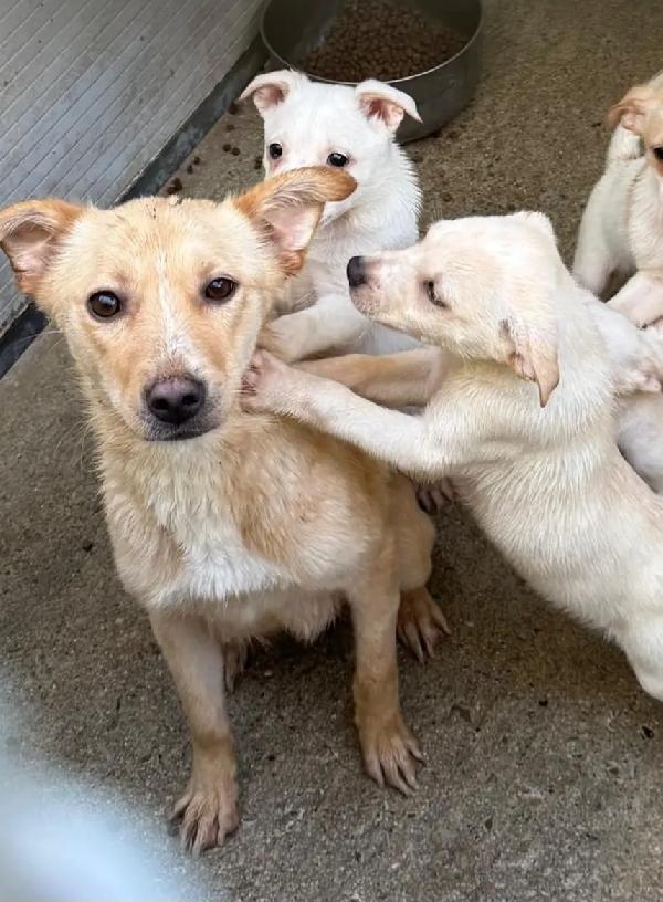 2 Cuccioli 3Mesi E Mammina 4Anni Tg Contenuta.calabria
